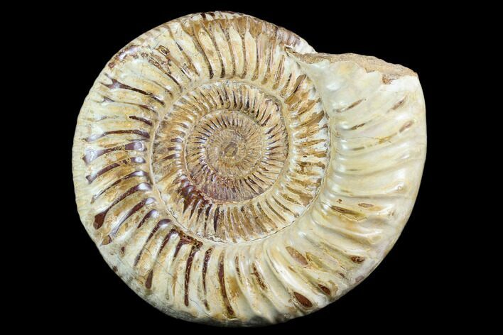 Polished Jurassic Ammonite (Perisphinctes) - Madagascar #123305